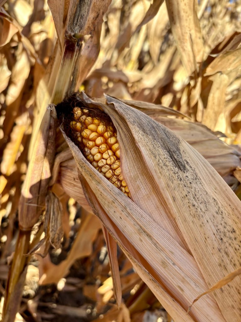 20251019_212256153_iOS